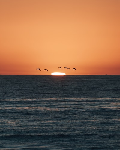 夕阳下飞过海面的鸟的剪影